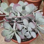 Cotyledon orbiculata عادت