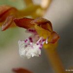 Corallorhiza maculata Flower