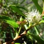 Aphloia theiformis Fruit