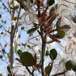 Cercocarpus montanus Φρούτο