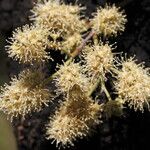 Combretum collinum Flower