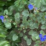 Phacelia campanularia 葉