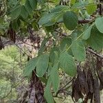 Robinia hispidaFrunză