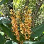 Hedychium gardnerianumফুল