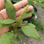 Amaranthus hybridusÇiçek