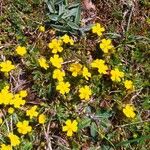 Potentilla vernaЦветок