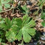 Geranium cinereum पत्ता