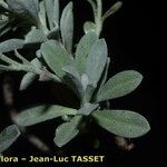 Hormathophylla macrocarpa Autre