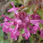 Pedicularis verticillata 花