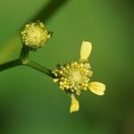 Acmella uliginosa Flor