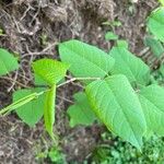 Reynoutria × bohemica Leaf