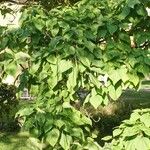 Catalpa speciosa Φύλλο