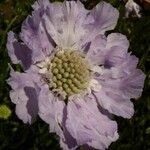 Lomelosia caucasica Λουλούδι