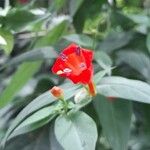 Manettia cordifolia Flower