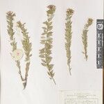 Stellera chamaejasme Other