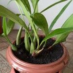 Coelogyne glumacea ഇല