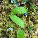 Clintonia uniflora Flor