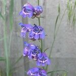 Penstemon strictus 花