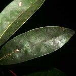 Aiouea guianensis 葉