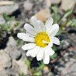 Leucanthemopsis alpina 花