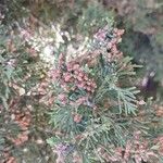 Juniperus virginiana Vaisius