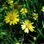Jacobaea aquatica Flor