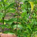 Ocimum carnosum Blüte