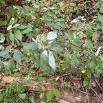 Pycnanthemum incanum Flower