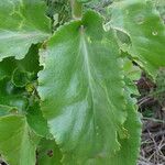 Kalanchoe densiflora Liść