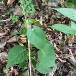 Aristolochia serpentaria Leaf
