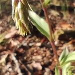 Epipactis purpurata Blomst