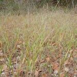 Panicum dichotomiflorum Hábito