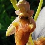 Ophrys holosericea Flor