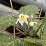 Solanum villosum Kvet