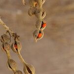 Erythrina abyssinica Fruit