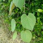 Vitis tiliifolia Leaf