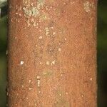 Pouteria reticulata Corteza