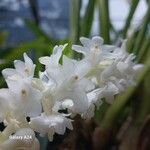 Bryobium hyacinthoides Цветок