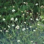 Scabiosa ochroleuca 花