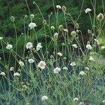 Scabiosa ochroleuca Flor