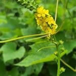 Agrimonia striata Flower