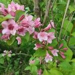 Weigela floridaFlor