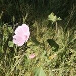 Malva hispanica Flor