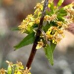 Solidago puberula Flor