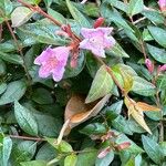 Abelia x grandiflora Leaf