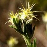 Centaurea melitensis Virág