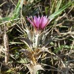 Carlina lanata Corteccia