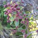 Rhamnus alaternus Fruit