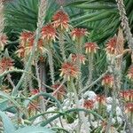 Aloe ferox Цвят