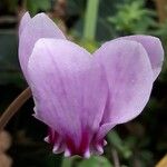 Cyclamen hederifoliumЦвят